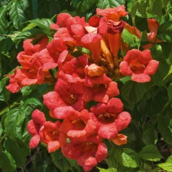 Bignonia Grandiflora