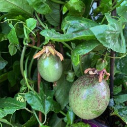 Passiflora Edulis