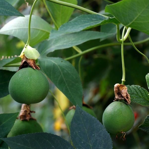 Passiflora Fata confetto