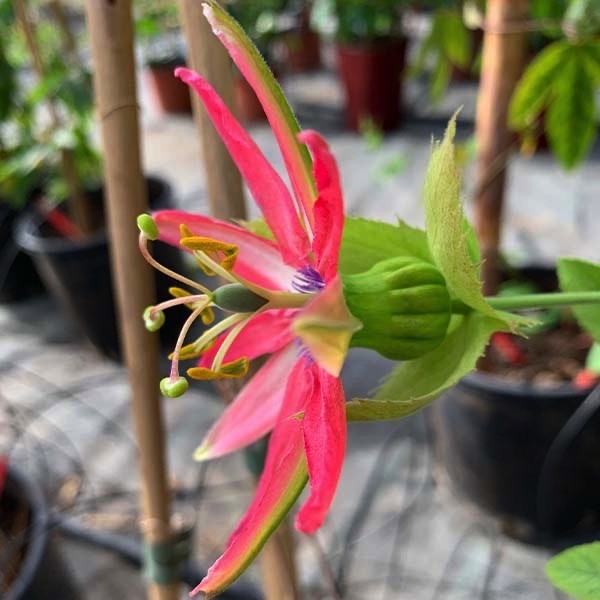 Passiflora mantris