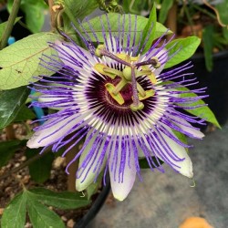 Passiflora x colvillii