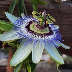 Passiflora Caerulea