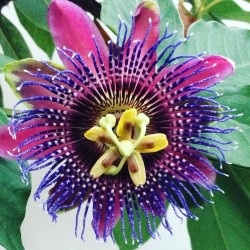 Passiflora Marijke