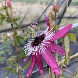 Passiflora Violacea Atropurpurea