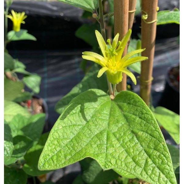 Passiflora Citrina