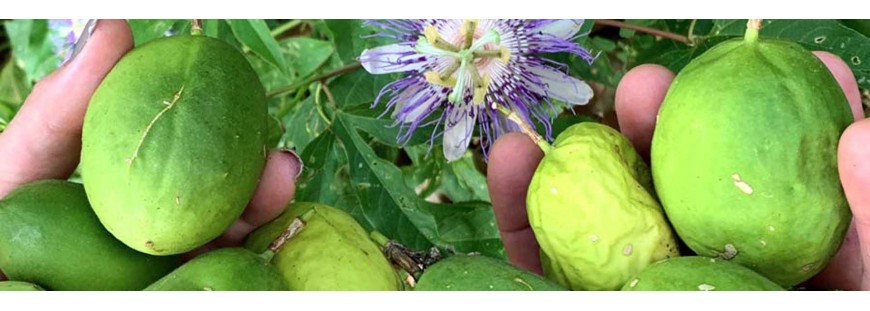 Come si Mangia il frutto della Passione - Passiflora 